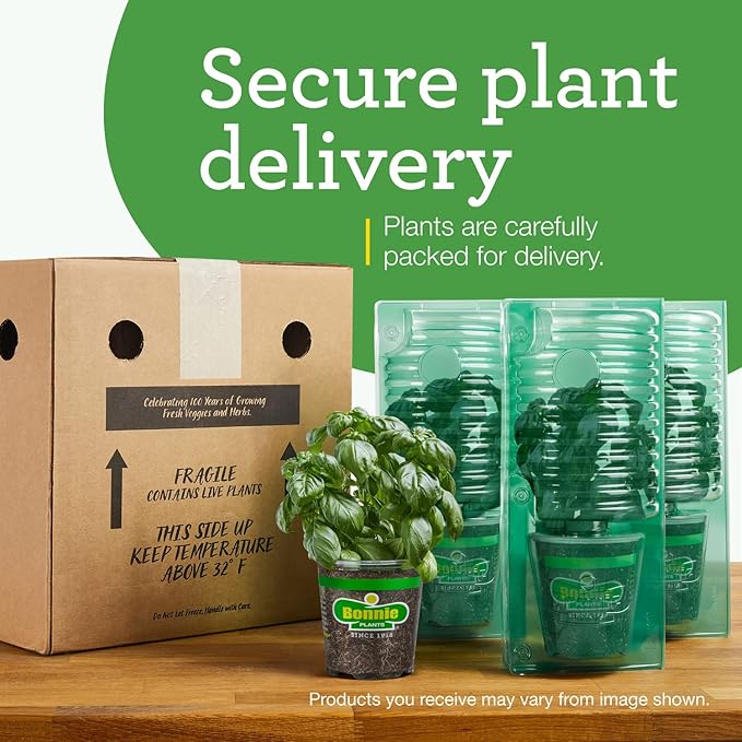 Bonnie Plants Pineapple Sage - 4 Pack Live Plants, Perennial In Zones 8 - 10, 3 - 4 Ft Tall Plants, Garnish, Teas & Flower Arrangements