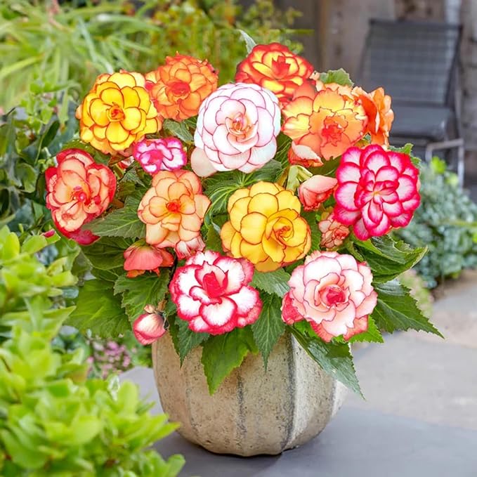 100+ Wax Begonia Seeds for Planting Perennial Large-Flowered Non-GMO Mixed Begonia Seeds Garden Outdoor Indoor