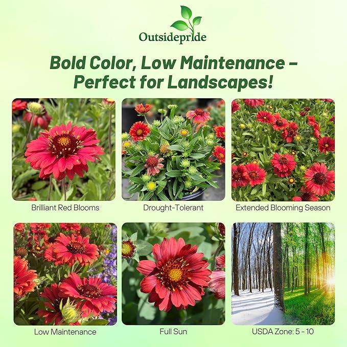 Outsidepride Gaillardia Grandiflora Mesa Red Blanket Seeds for Planting - 50 Pcs Perennial Flower Seeds, Heat & Drought Tolerant for Xeriscaping, Borders, & Small Garden Spaces