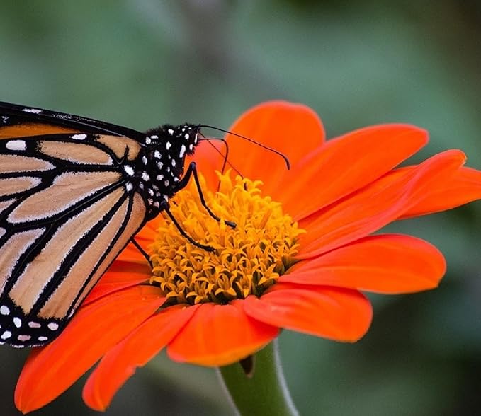 Mexican Sunflower Seeds for Planting – Plant & Grow Heirloom Mexican Sunflowers in Home Outdoor Garden – Planting Instructions for Vibrant Blooms – Great Gardening Gift, 2 Packets