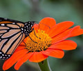 Mexican Sunflower Seeds for Planting – Plant & Grow Heirloom Mexican Sunflowers in Home Outdoor Garden – Planting Instructions for Vibrant Blooms – Great Gardening Gift, 3 Packets