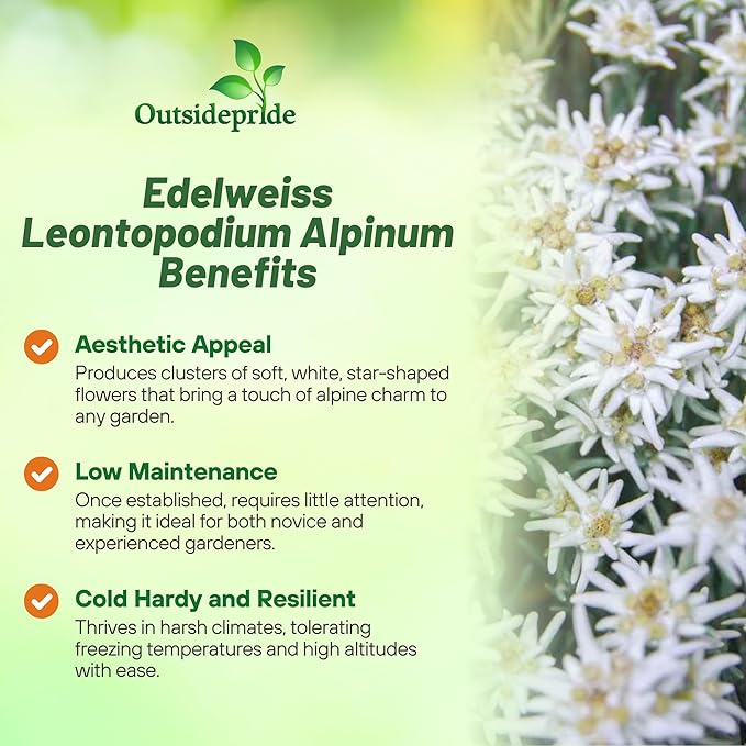 Outsidepride Edelweiss Seeds - 5000 Pcs. Perennial, Drought-Tolerant & Easy to Grow, Ground Cover Seeds for Planting Silvery Foliage & Clustered Wooly White Blooms for Xeriscaping & Versatile Uses