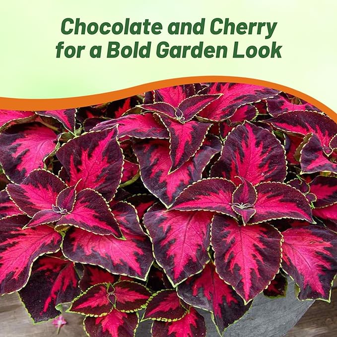 Outsidepride Chocolate Cherry Coleus Seeds for Planting - 10 Pcs Annual, Compact, & Easy to Grow, Flower Seeds with Serrated Foliage, Ideal for Shaded Areas, Containers, Borders, & Gardens