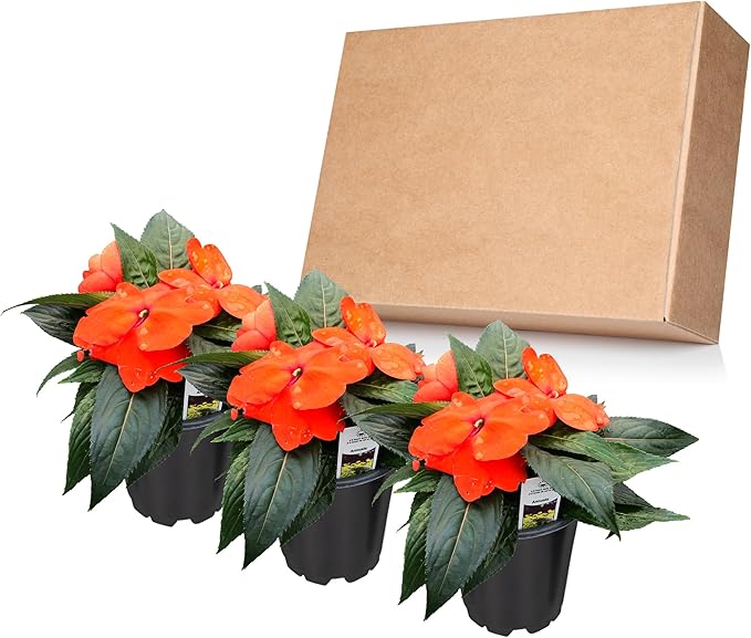 Live Flowering New Guinea Impatiens - Orange (3 Plants Per Pack), Beautiful Shade Flowers, 12" Tall by 5" Wide in 1 Qt Pot