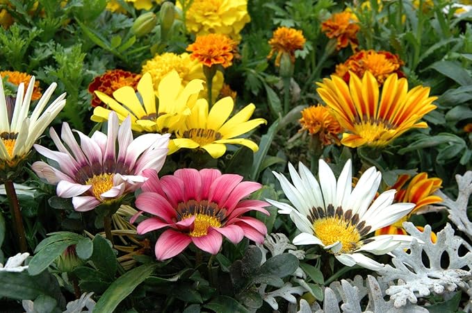 Treasure Flower Mix Seeds – Gazania Rigens | Perennial in Warm Climates, Annual Elsewhere | Drought-Tolerant & Long-Blooming
