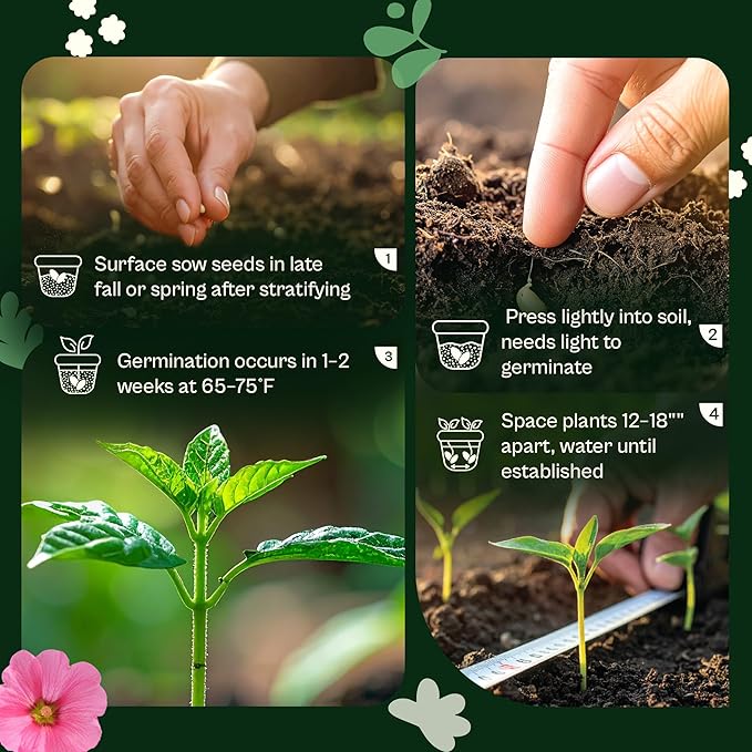 SVI 1000 Blue Sage Seeds for Planting (Salvia farinacea) - Heirloom Sage, Salvia Perennial Wildflower - Flower Seeds to Plant Outside in Pollinator Garden, Meadows, Borders, Beds