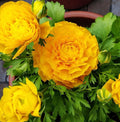 Mixed Peony Ranunculus Bulbs- Persian Buttercup -10 Corms Bulbs Flowering Blooms Perennial Bulbous Root Garden Plant (Yellow)