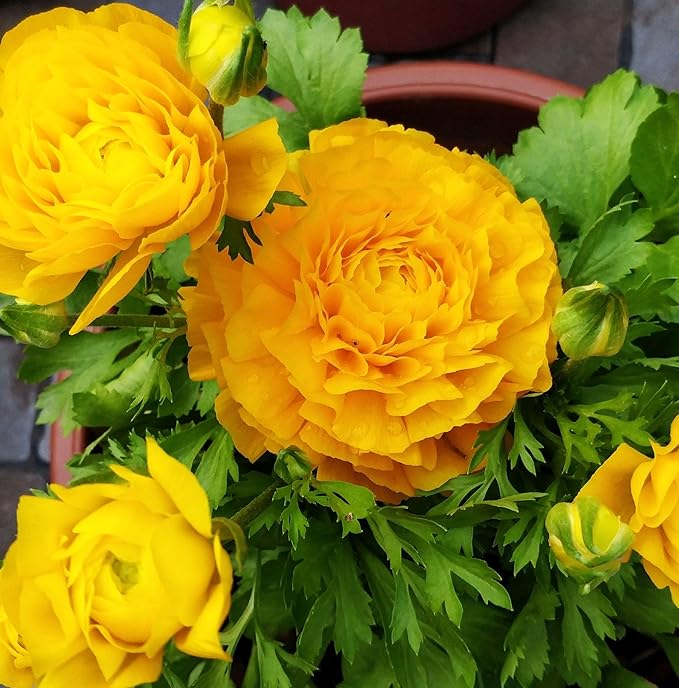 Mixed Peony Ranunculus Bulbs- Persian Buttercup -10 Corms Bulbs Flowering Blooms Perennial Bulbous Root Garden Plant (Yellow)