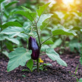 Seeds In A Cup - Plant Growing Kit-: Vegetable and Herb Growing Kit (Eggplant)