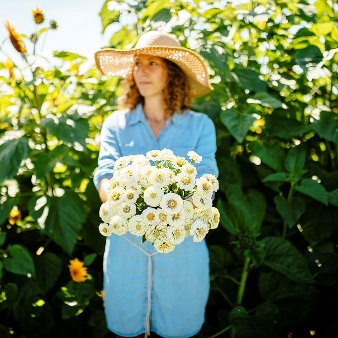 Eden Brothers Zinnia Seeds - Pumila White, Non-GMO Seeds for Planting, Packet | Low-Maintenance Flower Seeds, Plant During Spring, Zones 3, 4, 5, 6, 7, 8, 9, 10