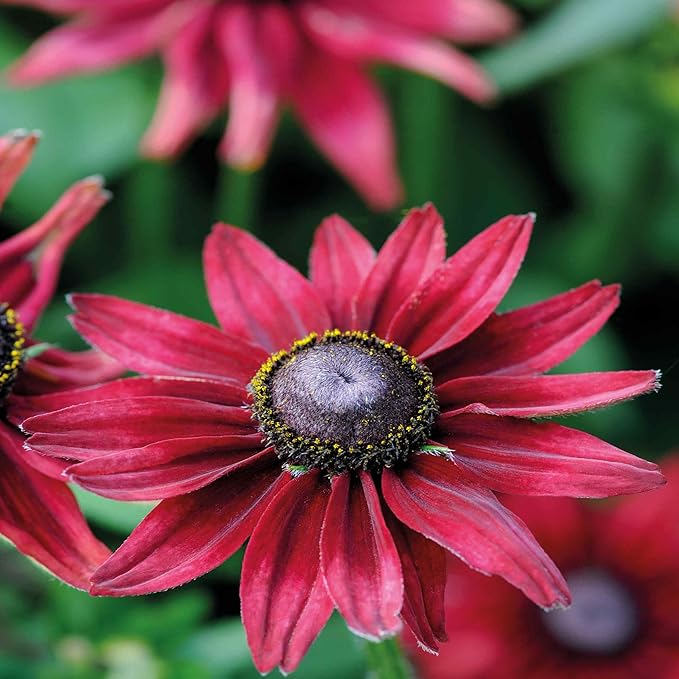 Outsidepride Cherry Brandy Rudbeckia Seeds - 25 Pcs. Annual, Easy to Grow & Self-Seeding Flower Seeds for Planting Red Blooms, for Low Maintenance Pollinator Gardens & Erosion Control