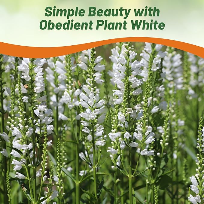 Outsidepride Obedient Plant Seeds - 1000 Pcs. Perennial, Low-Maintenance & Easy to Grow, Flower Seeds for Planting Tall, Vibrant White Blooms for Pollinator Gardens & Cut Flower Arrangements