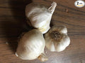 German Red Hardy Garlic 2 Nice Sized Bulbs! Great for Fall Planting! Non GMO, Great for Winter Weather and Long Storage! Easy to Grow!