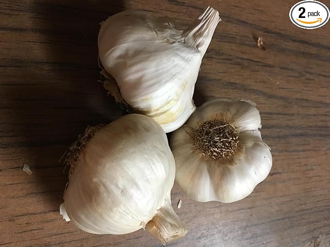 German Red Hardy Garlic 2 Nice Sized Bulbs! Great for Fall Planting! Non GMO, Great for Winter Weather and Long Storage! Easy to Grow!