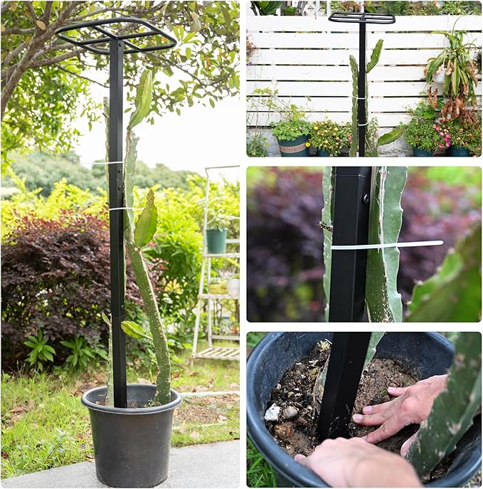 2-Pack Metal Dragon Fruit Trellis - Durable Vertical Garden Support for Climbing Plants, Easy to Assemble, 12x12x50 Inches for Dragon Fruit Enthusiasts