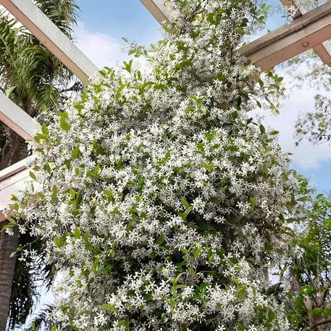 100+ Climbing Jasmine Flower Seeds for Planting Fragrant Plant Seeds Non-GMO Garden Home Jasmine Garden Balcony Climbing Flower