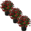 Live Flowering Osteospermum Plant - Red (3 Plants Per Pack) - Beautiful African Daisies - Early Spring Color - 12" Tall by 5" Wide in 1 Qt Pot