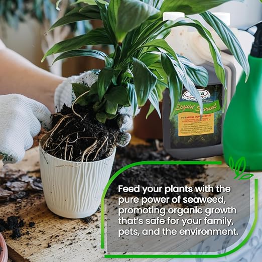 Medina Liquid Seaweed Fertilizer for Plants - Concentrated Seaweed Fertilizer for Lawn and Garden - Enhances Plant Growth and Soil Health - Ready to Spray - 1 Quart Covers 16000 Sq. Ft.
