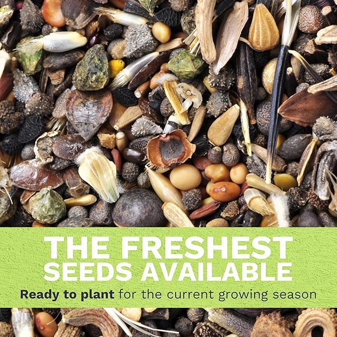 Viola - Johnny Jump-Up - Bulk 1 Ounce Pouch - 40,000 Flower Seeds for Planting - Viola Tricolor