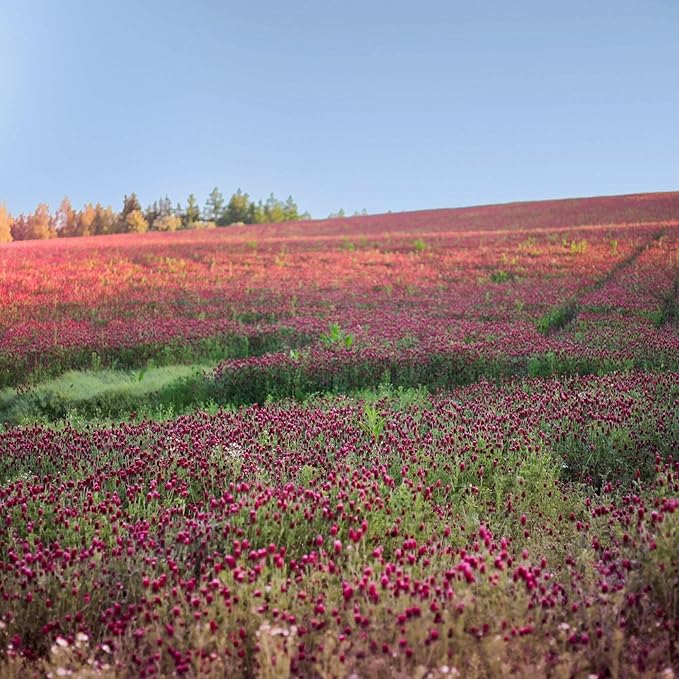 Organic Crimson Clover Seeds - 1/4 lb ~11,600 Seeds - Legume Clover Seeds for Cover Crops, Wildlife Forage, Pasture, Hay, Pollinator Attractant, Green Manure, & More - Clover Seeds for Planting