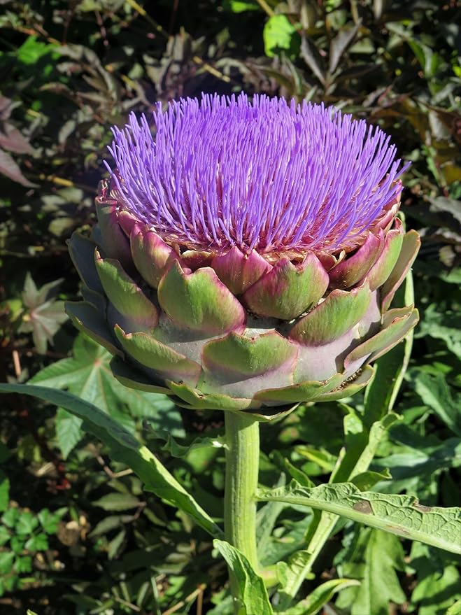 Seeds4planting - Seeds Purple Artichoke Heirloom Vegetable Non GMO