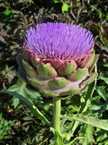 20+ Seeds Purple Artichoke Imerial Star - Vegetable Purple