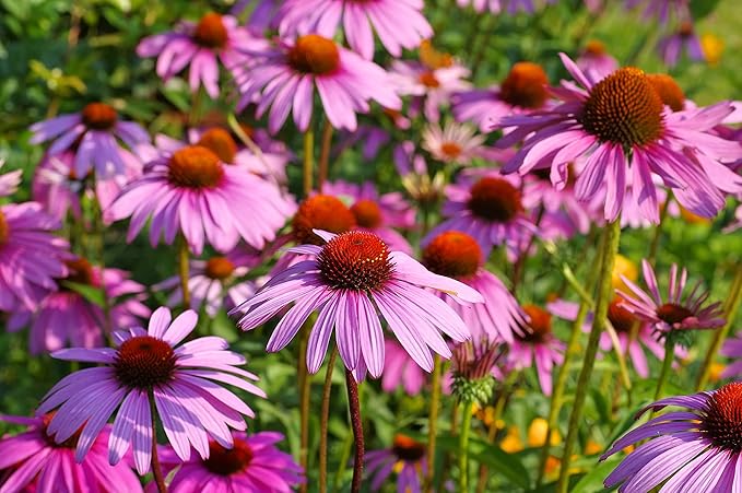 Herbal Tea Seeds Collection, 2000 Seeds, 4 Heirloom Non GMO Varieties, Chamomile, Lemon Balm, Mint, Purple Cone Flower.