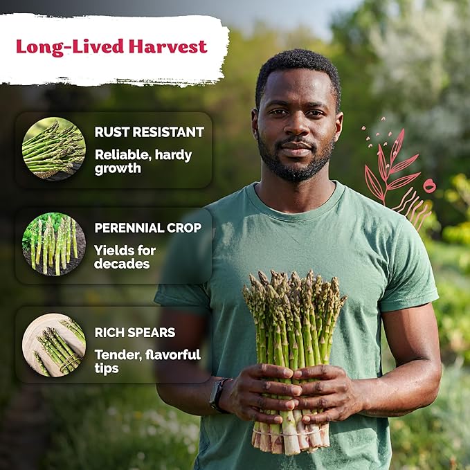 10 Asparagus Plants Bare Root Non GMO 2year Old Asparagus Plants