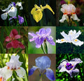 Mixrug Iris Seeds for Planting, 70pcs Non-GMO Heirloom Perennial Violet Iris Flower Seeds, Rare Beauty Home Garden Blooming Flowers Plants for Outdoors Indoors