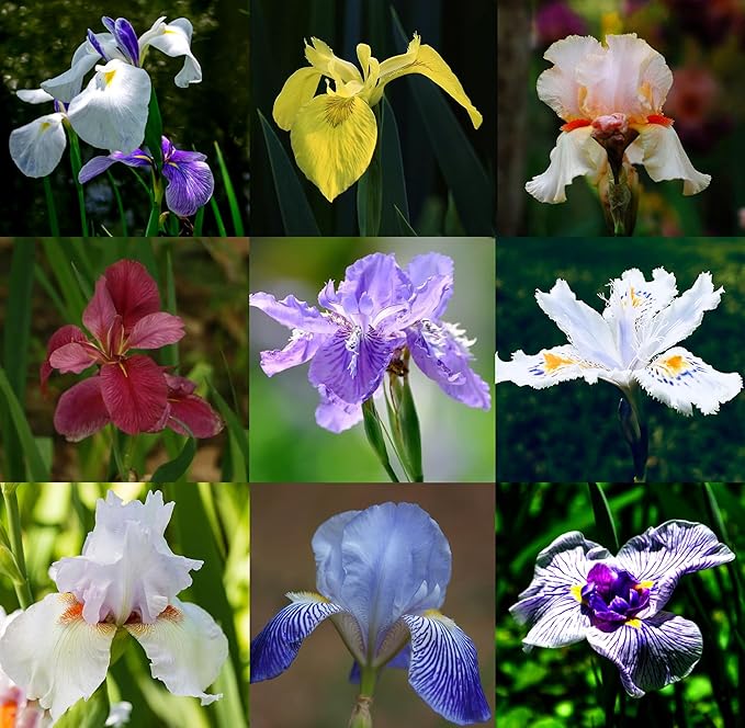 Mixrug Iris Seeds for Planting, 70pcs Non-GMO Heirloom Perennial Violet Iris Flower Seeds, Rare Beauty Home Garden Blooming Flowers Plants for Outdoors Indoors