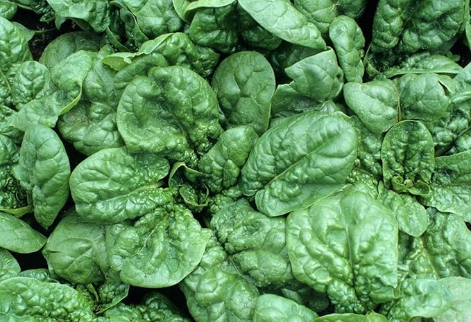 Seeds Vegetable Four Season Spinach Giant - 300 Seeds
