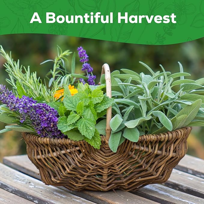 10 Herb Seeds Variety Pack - 7,000+ Heirloom Non-GMO Seeds - Basil, Cilantro, Lavender, Parsley, Dill, Thyme, Chives, Oregano, Sage, Herb Garden Kit for Planting Home Garden, Gardening Gift