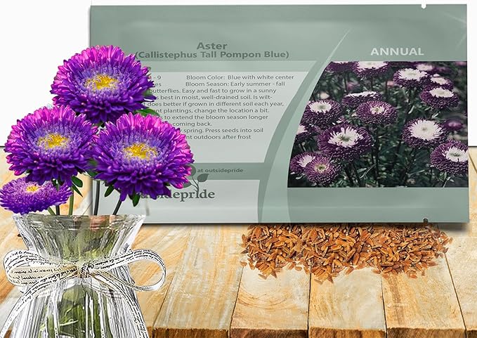Outsidepride Tall Pompon Blue Aster Seeds - 2000 Pcs. Annual, Hardy & Pollinator Friendly Flower Seeds for Planting Vibrant Disc-Shaped Blue Blooms, Ideal for Meadows & Aesthetic Gardens