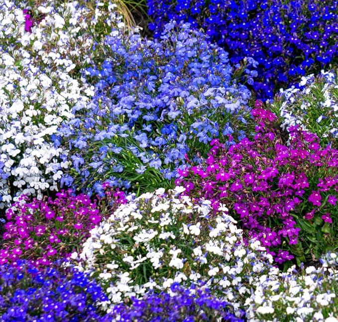 5000+ Perennial Cascade Mixture Lobelia Seeds for Planting Outdoors-Lobelia Ground Cover Seed Flowers Planting Non-GMO Heirloom