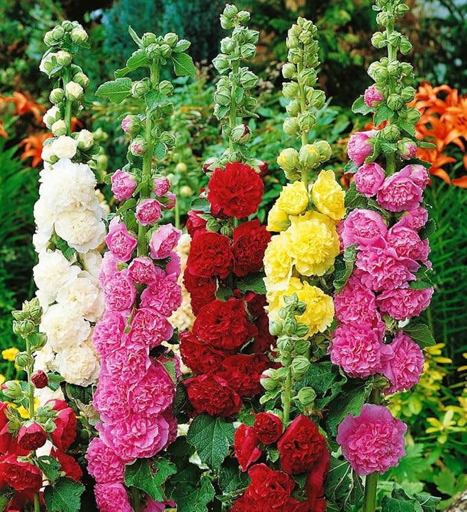 120+ Hollyhock Seeds Carnival Mix Giant Mallow Double Hollyhock Flowers Perennial Outdoor Home Garden Flower (Mix Color)
