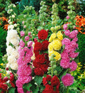 120+ Hollyhock Seeds Carnival Mix Giant Mallow Double Hollyhock Flowers Perennial Outdoor Home Garden Flower (Mix Color)