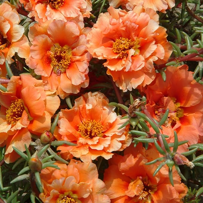 Outsidepride Orange Moss Rose Seeds - 10000 Pcs Annual, Drought & Heat Tolerant, Pollinator Friendly Ground Cover Seeds for Planting w/Vibrant Blooms & Succulent Foliage, Ideal for Xeriscaping