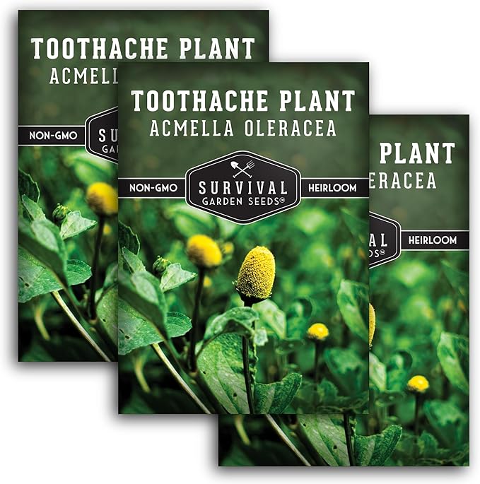 Toothache Plant Seeds for Planting - Acmella Oleracea Spilanthes Buzz Button Electric Daisy Medicinal Herb & Edible Flower - Heirloom Non-GMO Open Pollinated - Survival Garden Seeds (3 Pack)