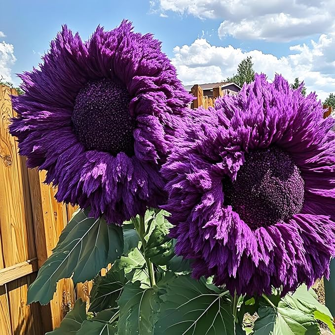450+Mixed Sunflower Flower Seeds Bulk for Planting Outdoor Heirloom Non-GMO