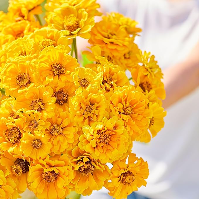 Eden Brothers Zinnia Seeds - Golden State, Non-GMO Seeds for Planting, 1 oz | Low-Maintenance Flower Seeds, Plant During Spring, Zones 3, 4, 5, 6, 7, 8, 9, 10