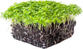 Celery Microgreens Seeds – 1 lb – Non-GMO for Commercial & Home Gardening – Robust, Bright Flavor – Celery Sprouting Seeds