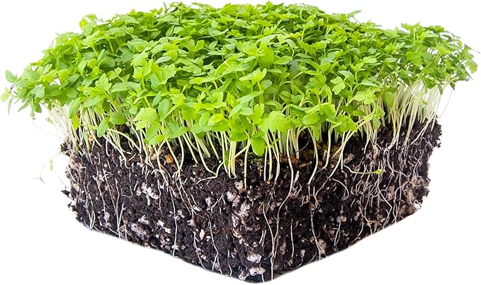 Celery Microgreens Seeds – 1 lb – Non-GMO for Commercial & Home Gardening – Robust, Bright Flavor – Celery Sprouting Seeds