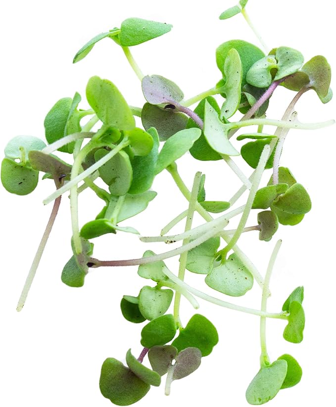 Basil Microgreens Seed Mix - 4 Oz ~68,000 Seeds - Ultimate Blend of Green and Purple Basil Varieties with A Splash of Color for Micro Greens