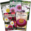 Sow Right Seeds - Daisy Flower Seed Collection for Planting - Attract Pollinators - Beautiful Annual and Perennial Flowers to Plant in Your Home Garden - Non-GMO Heirloom Seeds - Great Gardening Gift