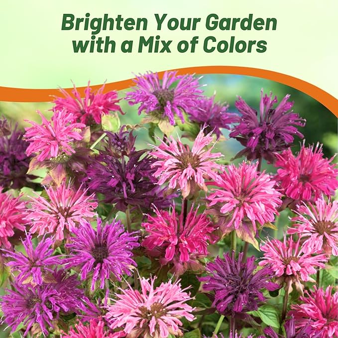 Outsidepride Bee Balm Mix Seeds - 1000 Pcs Perennial, Easy to Grow & Pollinator Friendly Monarda Didyma Flower Seeds for Planting Mint Scented Leaves & Edible Blooms, Ideal for Teas & Potpourri
