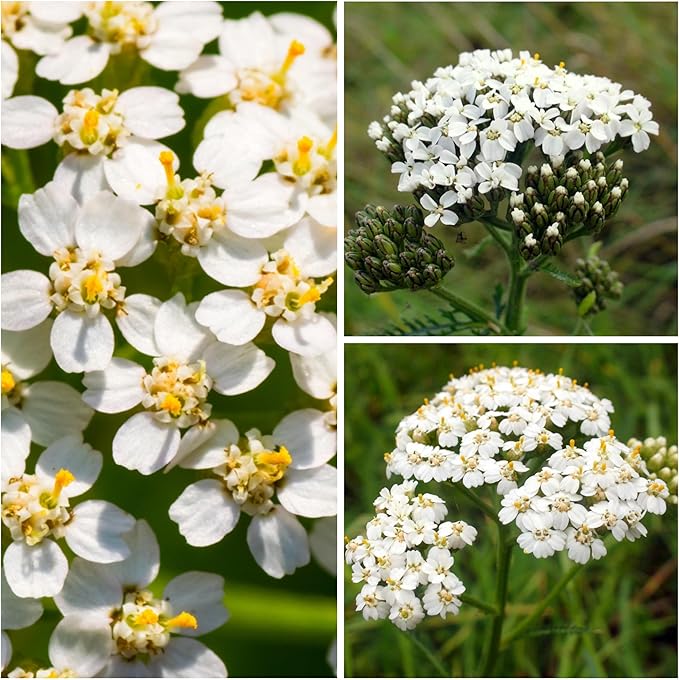 Seed Needs, White Yarrow Seeds - 500 Heirloom Seeds for Planting Achillea millefolium - Perennial Host Plant to Attract Monarch Butterflies & Other Pollinators (5 Packs)