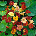 Eden Brothers Nasturtium Seeds - Double Gleam Mix Non-GMO Seeds for Planting, Packet | Low-Maintenance Flower Seeds, Plant During Spring Season, Zones 10, 3, 4, 5, 6, 7, 8, 9