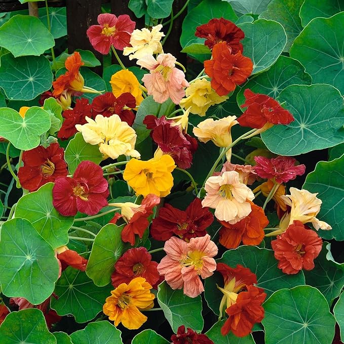 Eden Brothers Nasturtium Seeds - Double Gleam Mix Non-GMO Seeds for Planting, 1 Ounce | Low-Maintenance Flower Seeds, Plant During Spring Season, Zones 10, 3, 4, 5, 6, 7, 8, 9