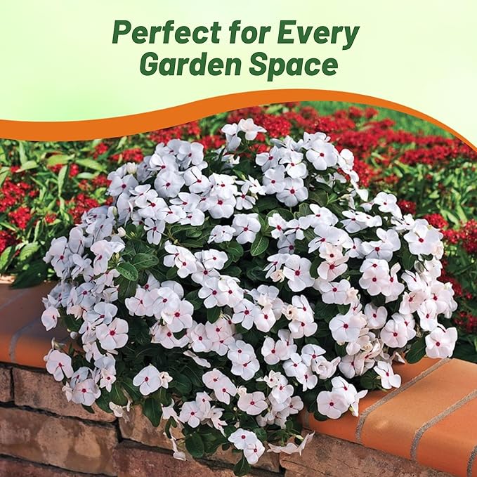 Outsidepride Bright Eyes Periwinkle Seeds for Planting – 2000 Pcs Annual, Fast-Blooming, Heat & Drought Tolerant Vinca Flower Seeds with Vibrant Colors Ideal for Gardens, Beds, Borders & Containers