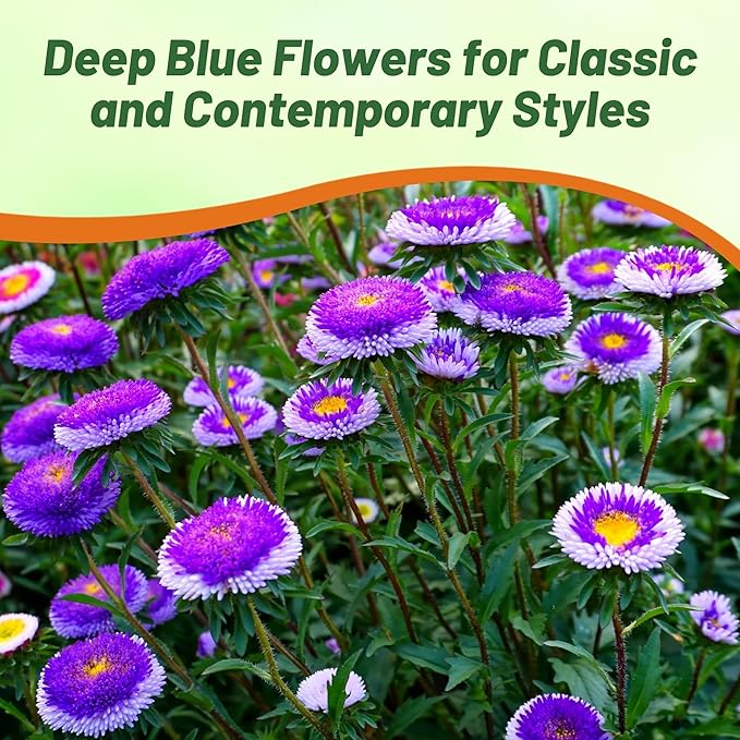 Outsidepride Tall Pompon Blue Moon Aster Seeds - 1000 Pcs. Annual, Hardy & Pollinator Friendly Flower Seeds for Planting Vibrant Disc-Shaped White-Blue Blooms, Ideal for Meadows & Aesthetic Gardens